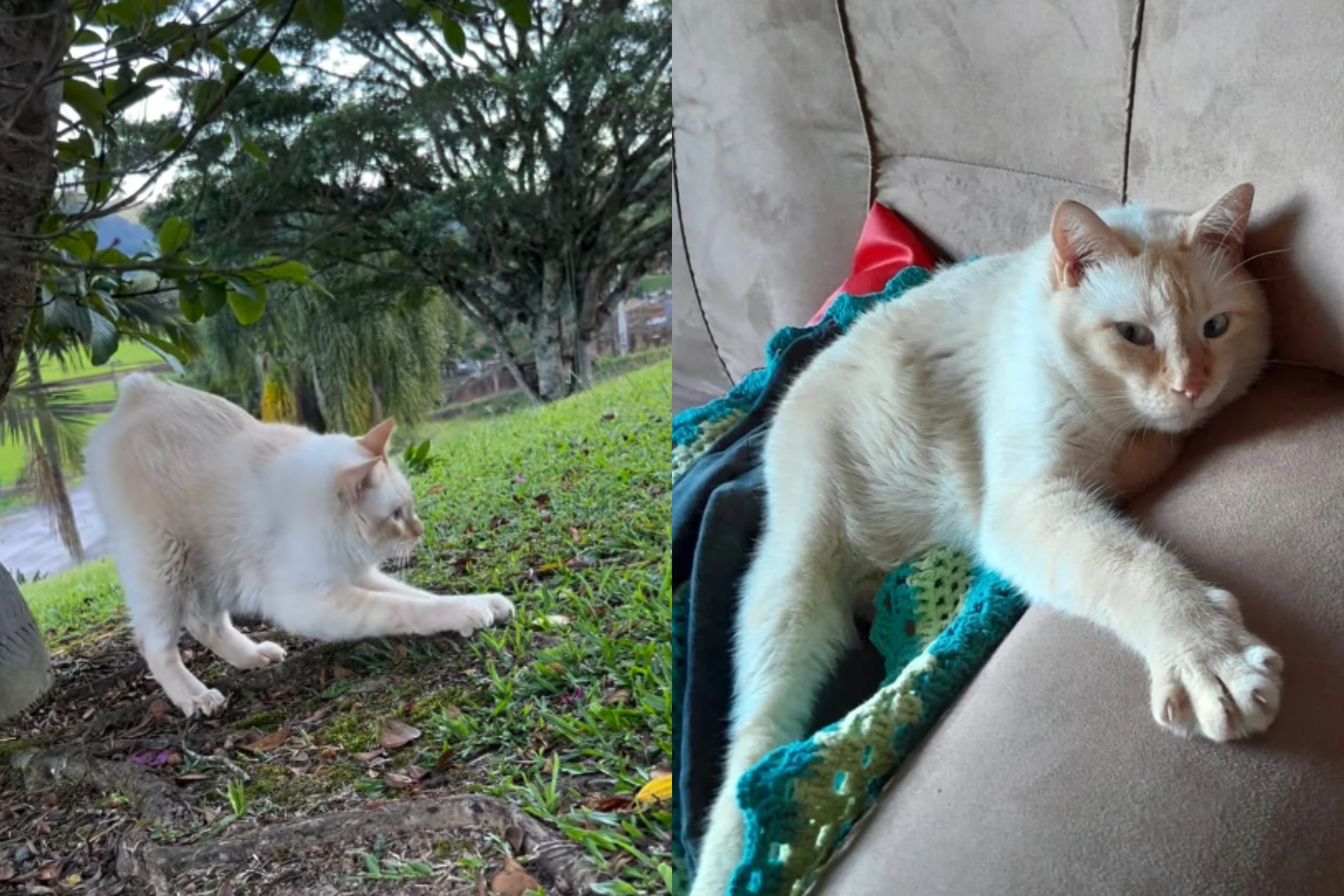 Gatoelho resting outdoors